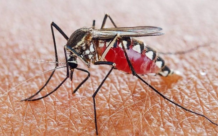 Semelhança entre mayaro e chikungunya é alerta para médicos de Ribeirão Preto
