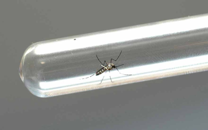 Ribeirão Preto registra queda em número de casos de dengue