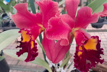 Ribeirão Preto recebe Festival de Orquídeas