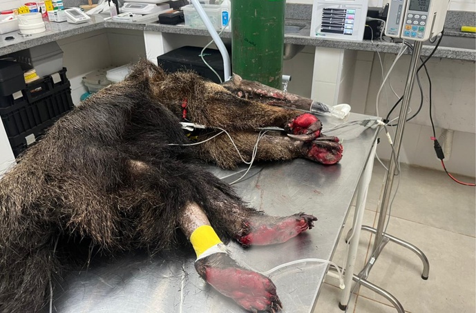 Tamanduá-bandeira e lobo-guará são resgatados, com queimaduras, em áreas incendiadas da região