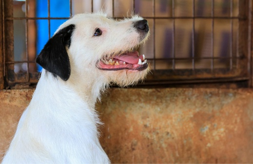 Feira de adoção de cães ocorre neste domingo durante a Feira Internacional do Livro em Ribeirão Preto
