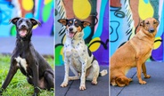 Feira de adoção de pets ocorre neste sábado em Ribeirão Preto