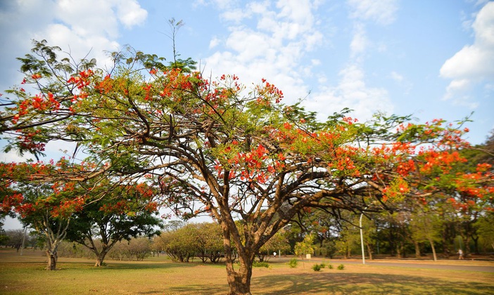 Primavera começa às 3h50 deste sábado, 23