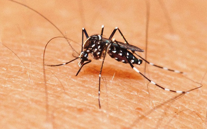 Casos de dengue se concentram nas zonas Leste e Norte de Ribeirão Preto