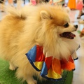 , PET