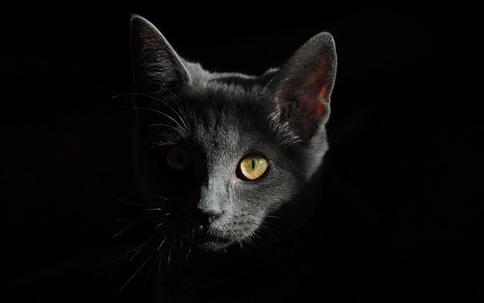 Animais morrem envenenados na Zona Norte
