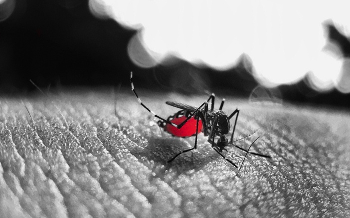 Mutirão recolhe 2,9 mil quilos de possíveis criadouros da dengue em Ribeirão Preto