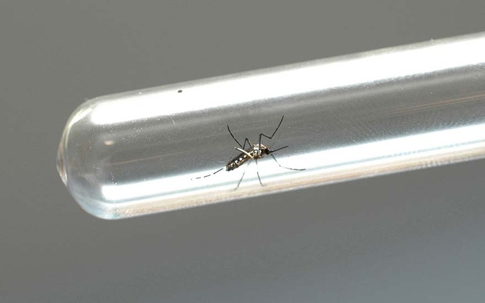 Estudantes da USP promovem atividades contra o Aedes