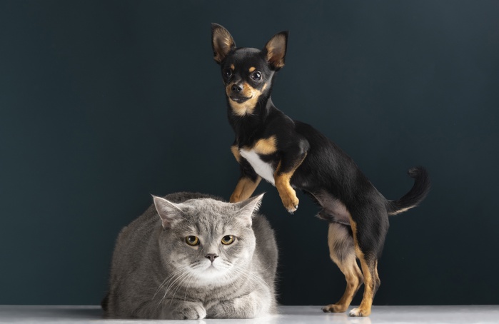 Ribeirão Preto abre 800 vagas para castração gratuita de cães e gatos