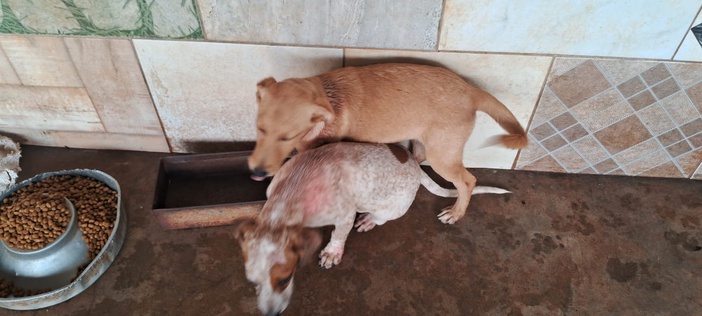 Divisão de Bem-Estar Animal promove evento de adoção neste sábado, 26