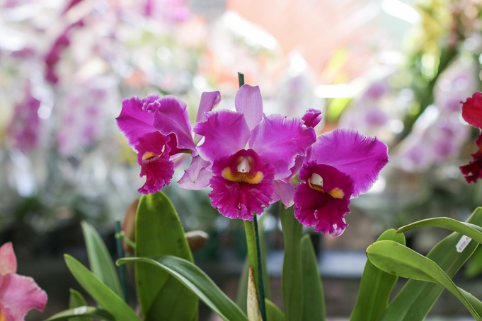Ribeirão Preto recebe 59ª Exposição Nacional de Orquídeas