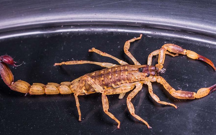 Verão causa aumento no número de escorpiões em Ribeirão Preto