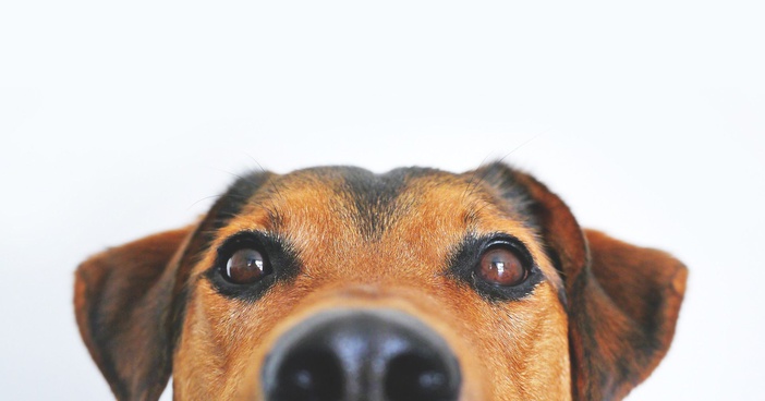 Associação que resgata cães abandonados ganha terreno da Prefeitura de Ribeirão Preto