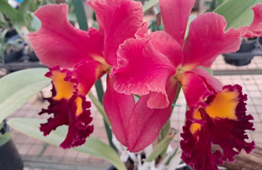 Ribeirão Preto recebe Festival de Orquídeas