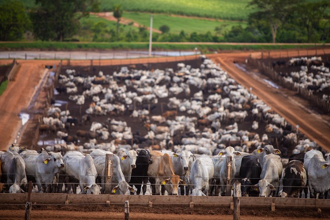 Projeto de São Paulo para reduzir gases de efeito estufa em produção bovina recebe R$ 20 mi