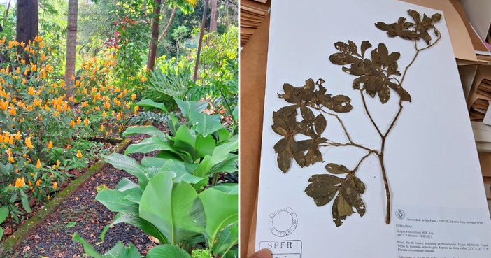 Projeto conecta público à botânica por meio de jardim e acervo histórico de plantas
