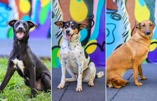 Feira de adoção de pets ocorre neste sábado em Ribeirão Preto