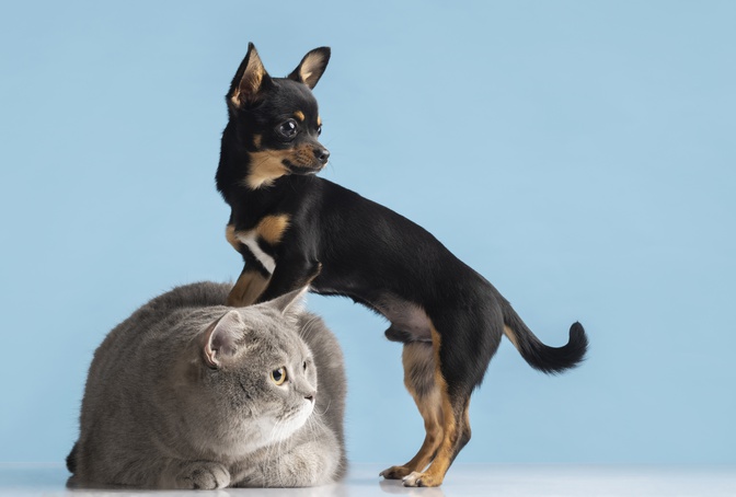 Governo sanciona lei para garantir bem-estar de cães e gatos no estado