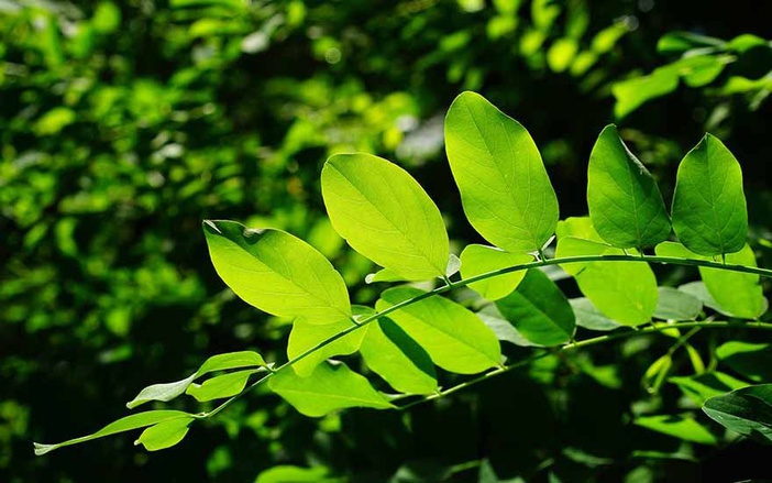 GlobalTree promove plantio anual no Jardim Botânico