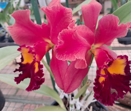 Ribeirão Preto recebe Festival de Orquídeas