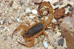Acidentes com animais peçonhentos exigem atendimento médico imediato
