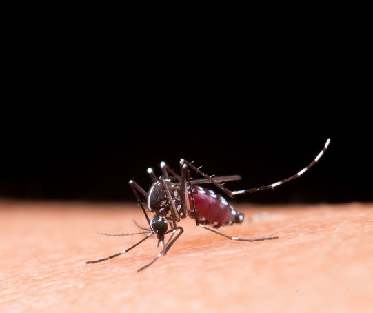 Casos de dengue caem quase 18% no primeiro trimestre em Ribeirão Preto