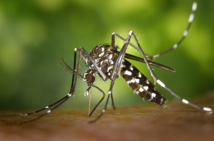 Ribeirão Preto registra 286 casos de dengue em 2021, número é 98,36% menor que do ano passado