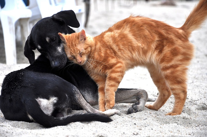 Feira de adoção de animais acontece no dia 7 de janeiro