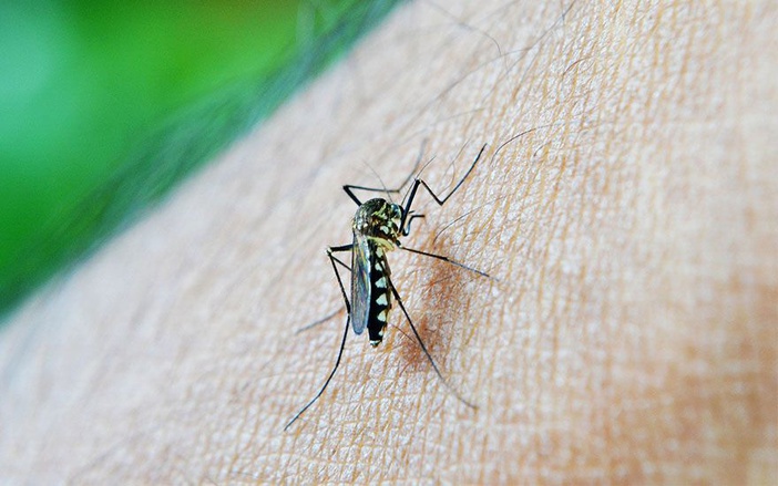 Ministério da Saúde alerta para possível nova epidemia de dengue em 2025