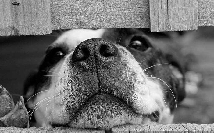Ribeirão recebe feira de adoção de pets especial do Dia das Crianças