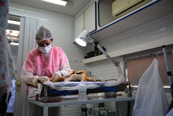 Fatec terá cadastro para castração de cães e gatos