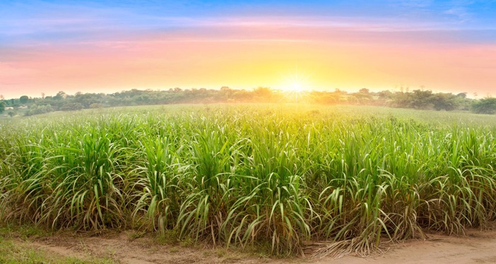 Com problemas hídricos e incerteza climática, safra de cana em SP tem queda