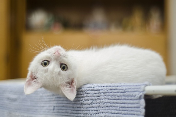 Feira de adoção de animais acontece neste sábado, 11, no shopping Iguatemi de RP