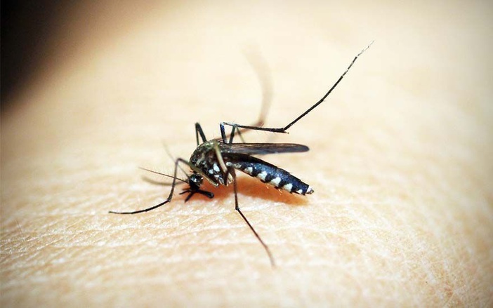 Ribeirão Preto registra aumento de 59% nos casos de dengue, informa boletim
