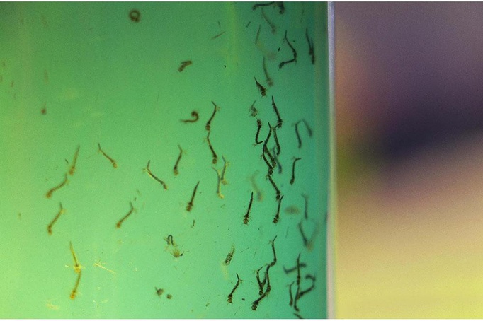Ribeirão Preto confirma primeira morte infantil por Dengue em 2025; casos sobem para 10.037