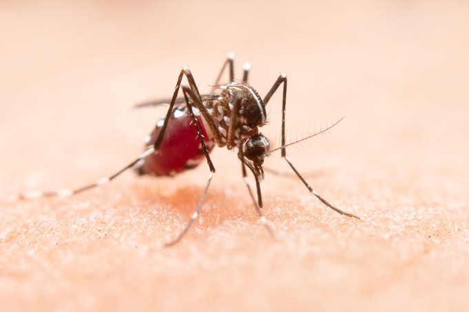 Com 6,3 milhões de casos prováveis, Brasil lidera ranking de dengue