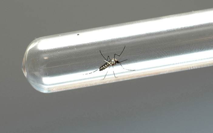 Prefeitura prevê 60 mil casos de dengue e zika até julho