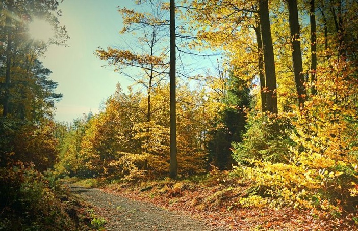Bosque da vida!
