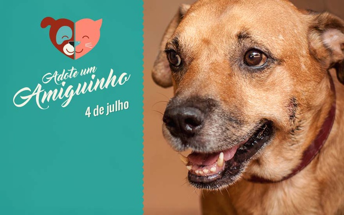 PETs da semana: Chiton, Boquito, Terezão e Erasmo buscam novos lares