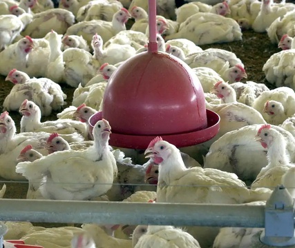 China, UE e Argentina suspendem compras de carne de frango do Brasil