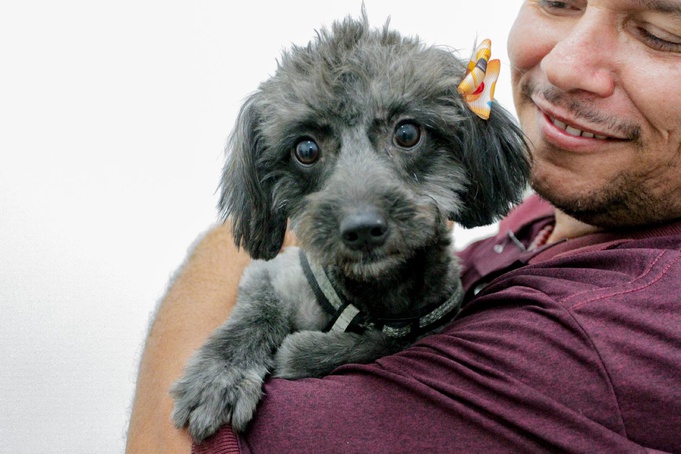Prefeitura abre 500 novas vagas para castração gratuita de cães e gatos