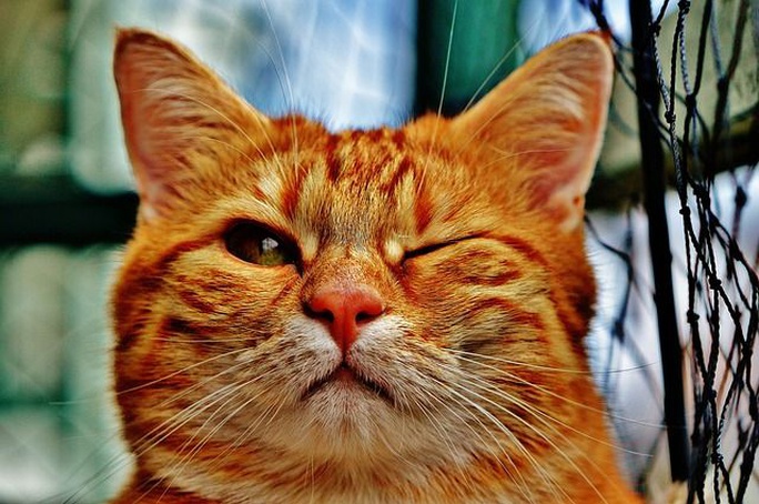 Feira de Adoção de Animais será realizada nesse sábado no Shopping Iguatemi