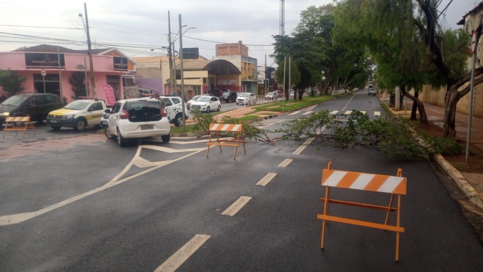 Bombeiros registram queda de 40 árvores em razão da chuva, em Ribeirão Preto
