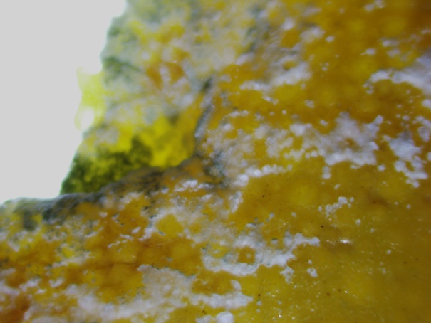 Exposição em Ribeirão Preto revela beleza da natureza em imagens microscópicas