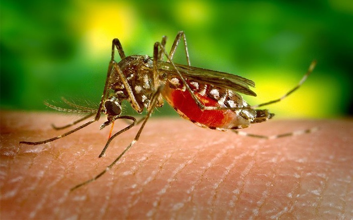 Casos de dengue mais que dobram no Estado de São Paulo