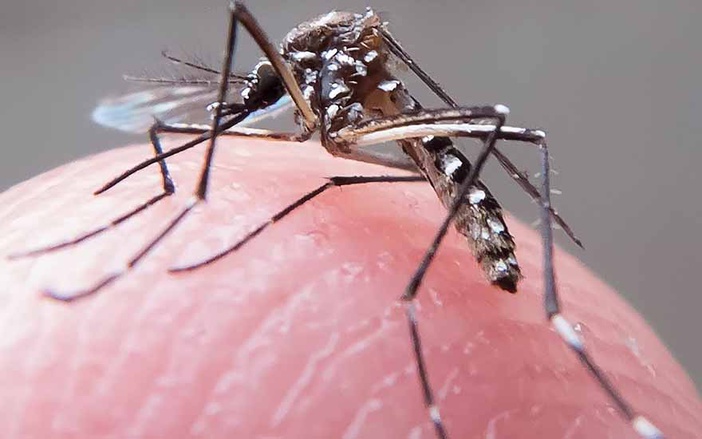 Já são mais de 15 mil casos de dengue em Ribeirão Preto