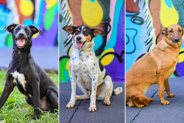 Feira de adoção de pets ocorre neste sábado em Ribeirão Preto