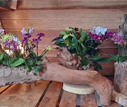Ceagesp em Flor reúne atrações gratuitas