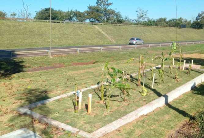Hortaliças produzidas em biofossa são distribuídas gratuitamente em base de rodovia em Sertãozinho