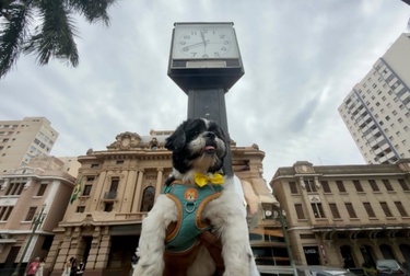 Encontro de shih-tzus reúne cães e tutores na Praça XV neste domingo, 20